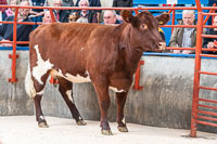 lot 5 Meonside Broadhooks Rouge sold for 2000gns